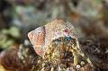 Hermit Crab