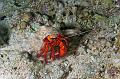 Hermit Crab