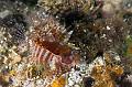 Shortfin lionfish