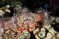 Anemone Hermit Crab