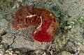 Sea slug