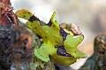 frogfish