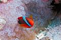 anemonefish clownfish