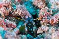 Mantis Shrimp