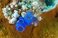 Sea Sponges