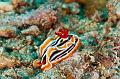 Sea slug