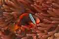 anemonefish clownfish