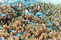 school of small fish on the hard coral