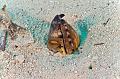Snake Eel