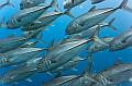 Jackfish