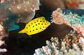 Yellow boxfish