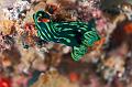 Sea slug