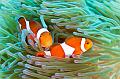 anemonefish clownfish