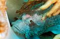 scorpion fish