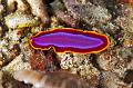 Sea slug nudibrunch