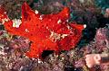 frogfish