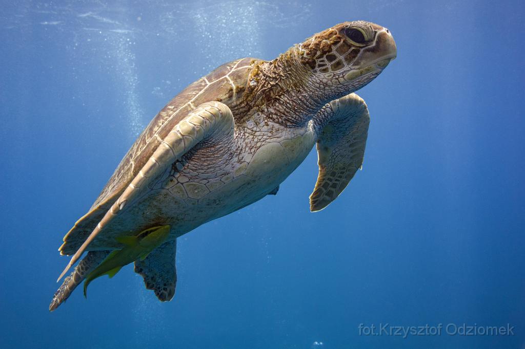 philippines,panglao,diving,scuba,underwater,photo,gallery,fish,turtle,coral reef