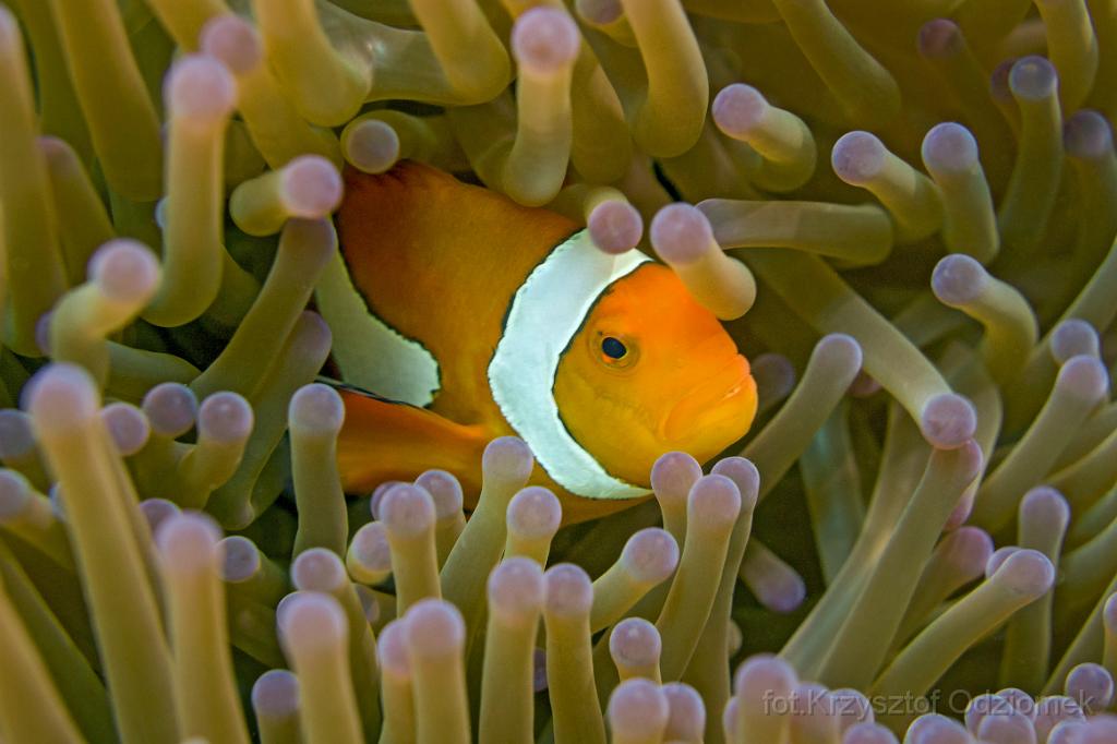 philippines,panglao,diving,scuba,underwater,photo,gallery,fish,anemonefish,clownfish,coral reef