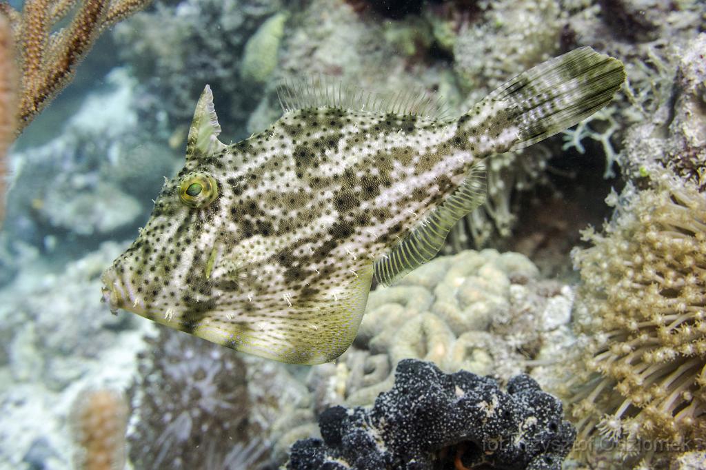 philippines,panglao,diving,scuba,underwater,photo,gallery,fish,Bristle tail fish,coral reef