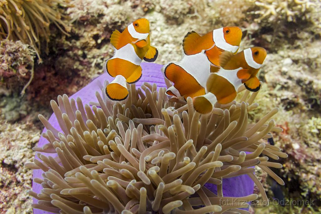 philippines,panglao,diving,scuba,underwater,photo,gallery,fish,anemonefish,clownfish,coral reef