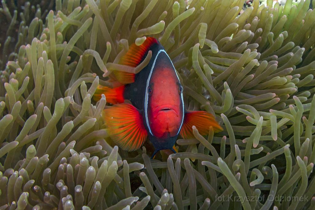 philippines,panglao,diving,scuba,underwater,photo,gallery,fish,anemonefish,clownfish,coral reef