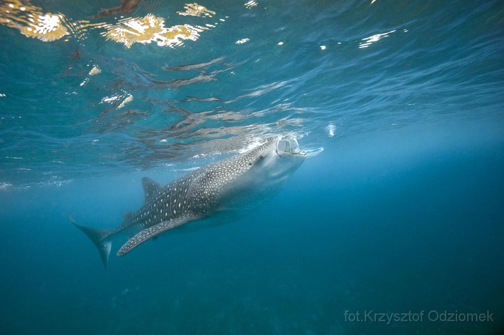 philippines,panglao,diving,scuba,underwater,photo,gallery,fish,anemonefish,clownfish,coral reef,whale shark