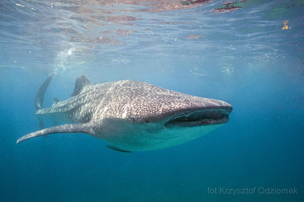 philippines,panglao,diving,scuba,underwater,photo,gallery,whale shark
