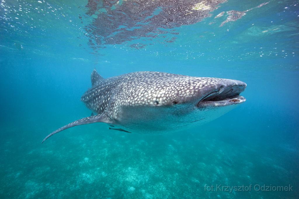 philippines,panglao,diving,scuba,underwater,photo,gallery,fish,whale shark,coral reef