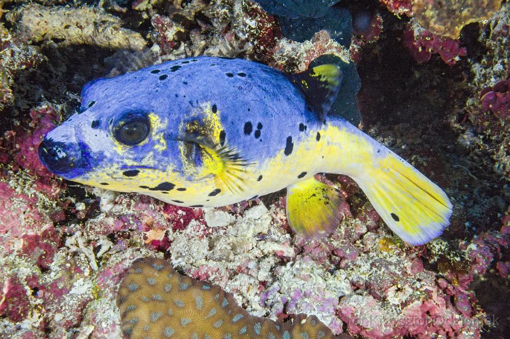 philippines,panglao,diving,scuba,underwater,photo,gallery,fish,anemonefish,clownfish,coral reef,Blackspotted puffer