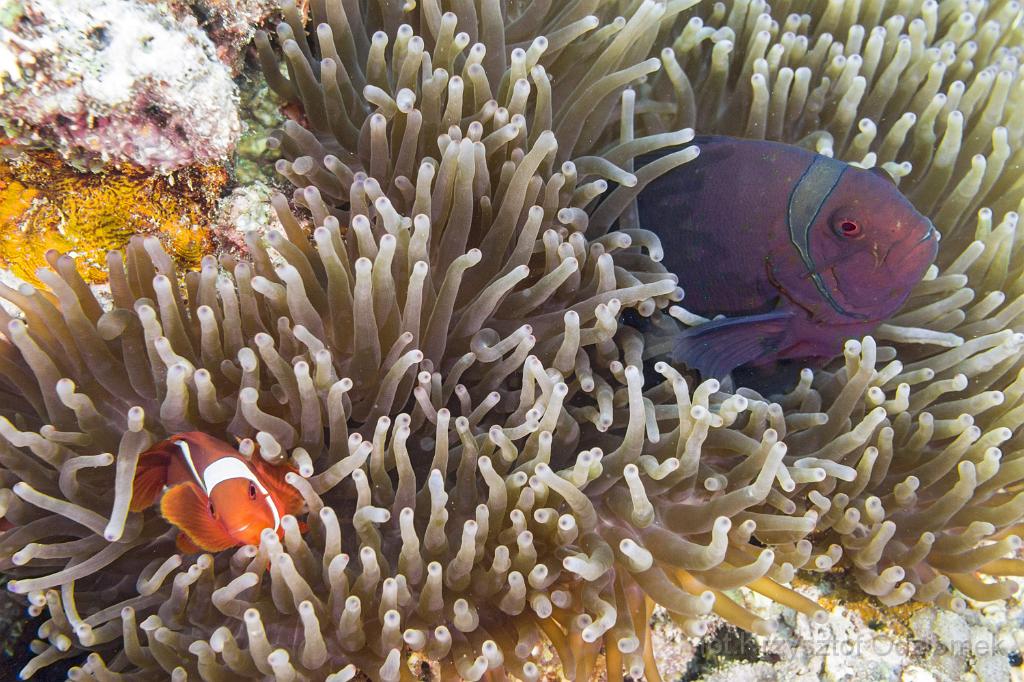 philippines,panglao,diving,scuba,underwater,photo,gallery,fish,anemonefish,clownfish,coral reef