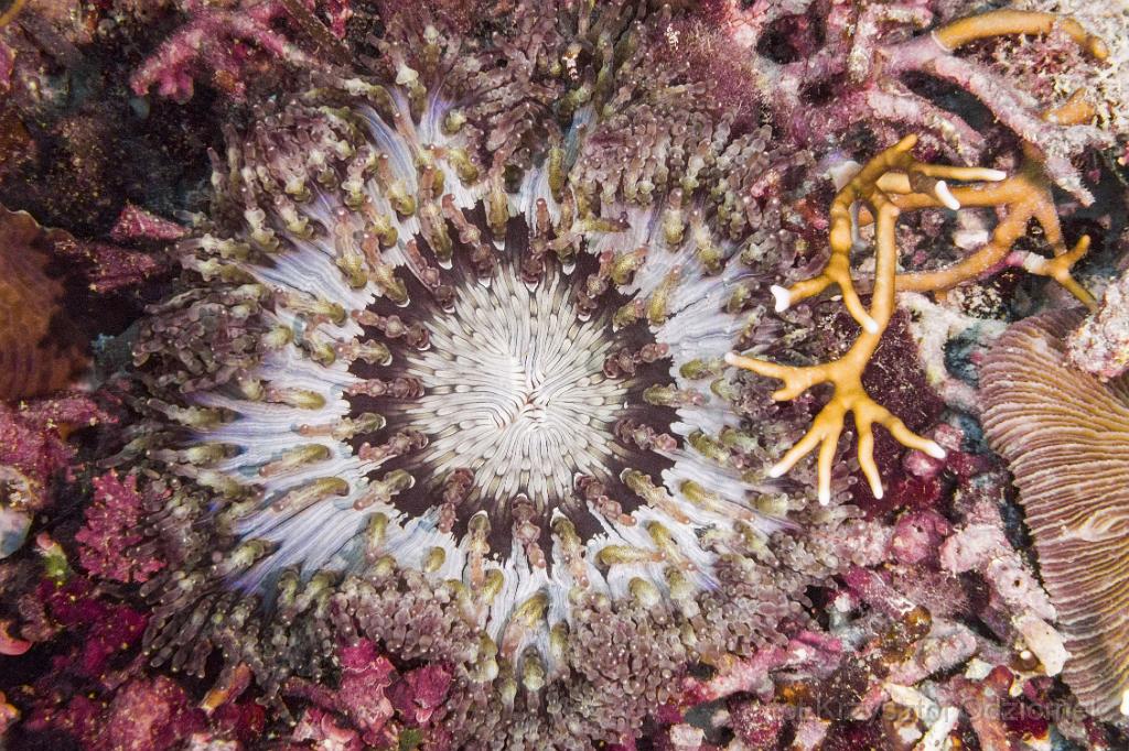 philippines,panglao,diving,scuba,underwater,photo,gallery,fish,coral reef