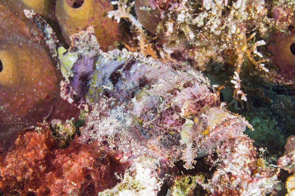 philippines,panglao,diving,scuba,underwater,photo,gallery,fish,anemonefish,clownfish,coral reef,scorpion fish,scorpionfish