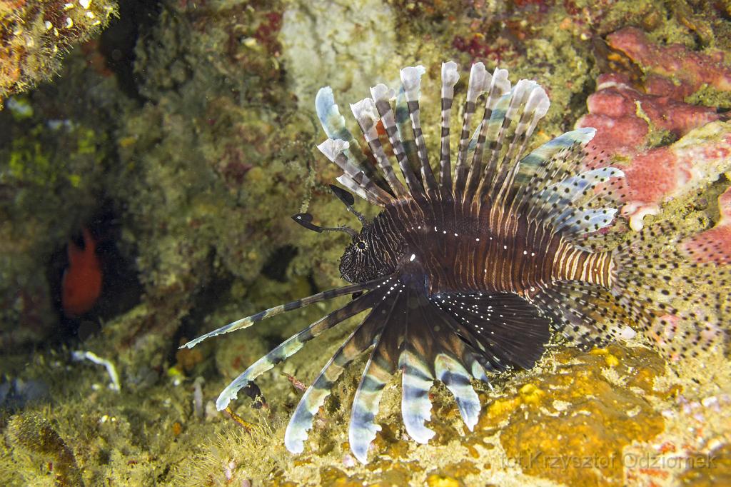 philippines,panglao,diving,scuba,underwater,photo,gallery,fish,anemonefish,clownfish,coral reef,lionfish
