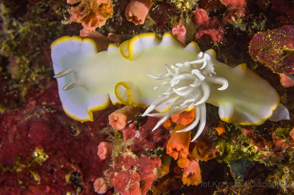 philippines,panglao,diving,scuba,underwater,photo,gallery,fish,anemonefish,clownfish,coral reef,nudibranchs,slug