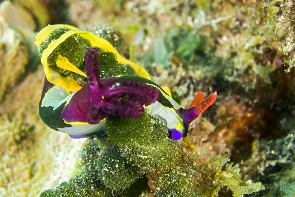 philippines,panglao,diving,scuba,underwater,photo,gallery,fish,anemonefish,clownfish,coral reef,nudibranchs ,slug