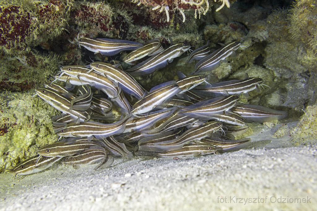 philippines,panglao,diving,scuba,underwater,photo,gallery,fish,anemonefish,clownfish,coral reef,Striped eel catfish shoal