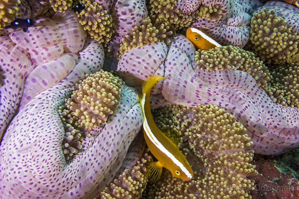 philippines,panglao,diving,scuba,underwater,photo,gallery,fish,anemonefish,clownfish,coral reef,Orange skunk clownfish and anemone