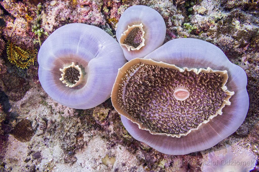 philippines,panglao,diving,scuba,underwater,photo,gallery,fish,Elephant Ear Anemone,coral reef