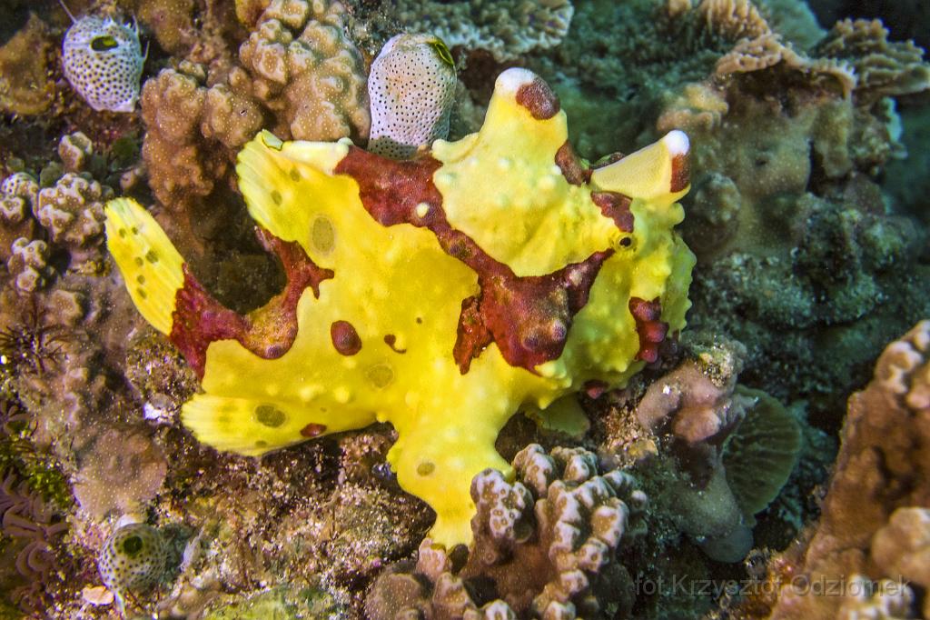 philippines,panglao,diving,scuba,underwater,photo,gallery,fish,frogfish,coral reef