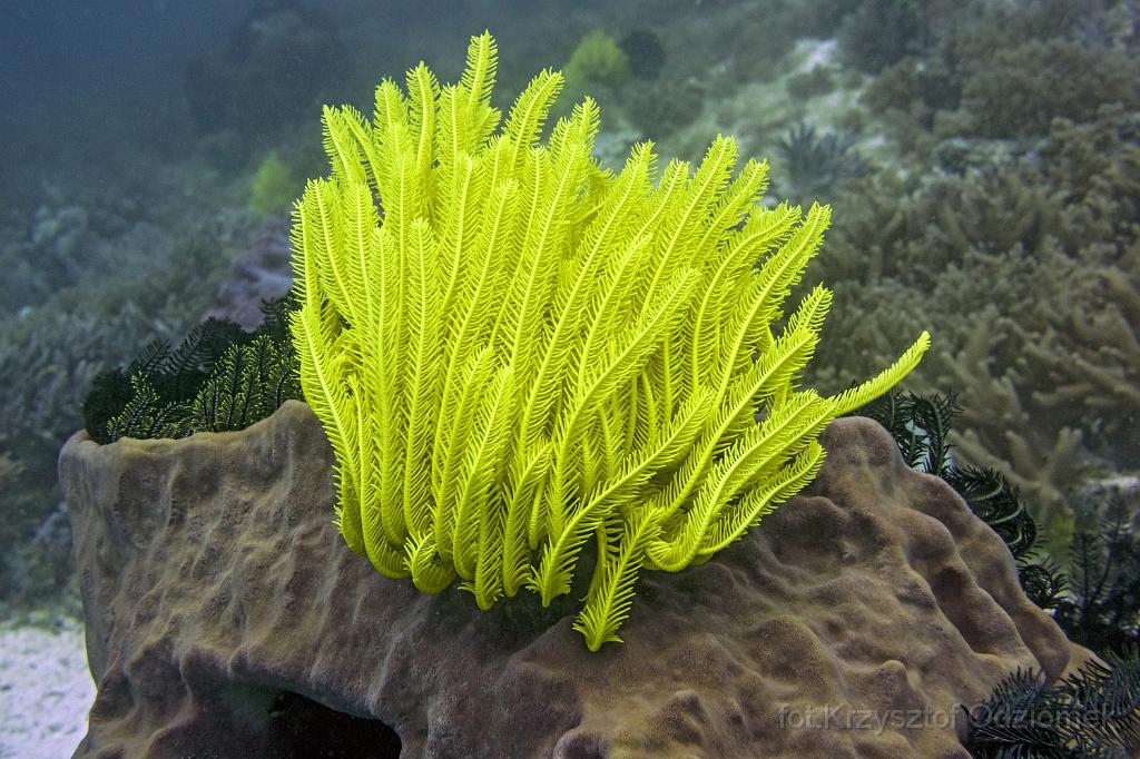 philippines,panglao,diving,scuba,underwater,photo,gallery,fish,lily,coral reef