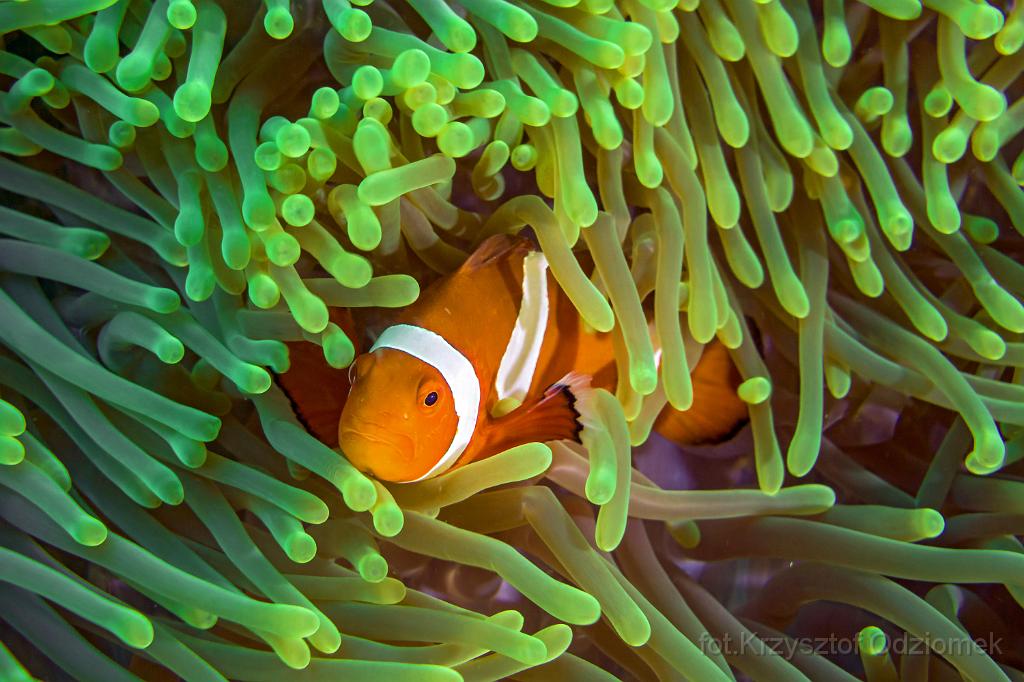 philippines,panglao,diving,scuba,underwater,photo,gallery,fish,anemonefish,clownfish,coral reefanemone fish on the coral reef