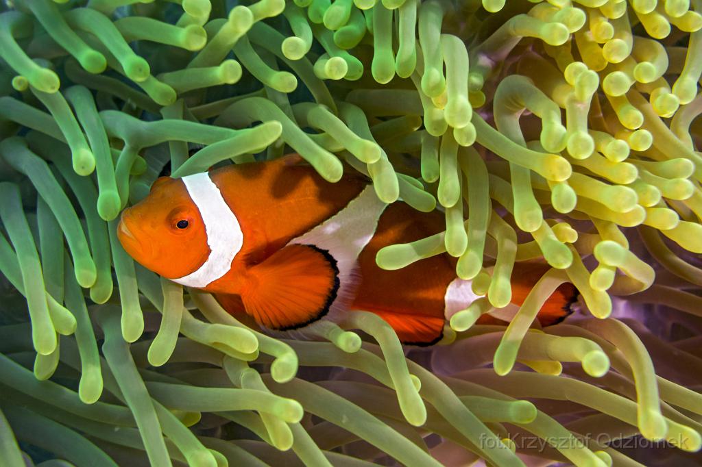 philippines,panglao,diving,scuba,underwater,photo,gallery,fish,anemonefish,clownfish,coral reef