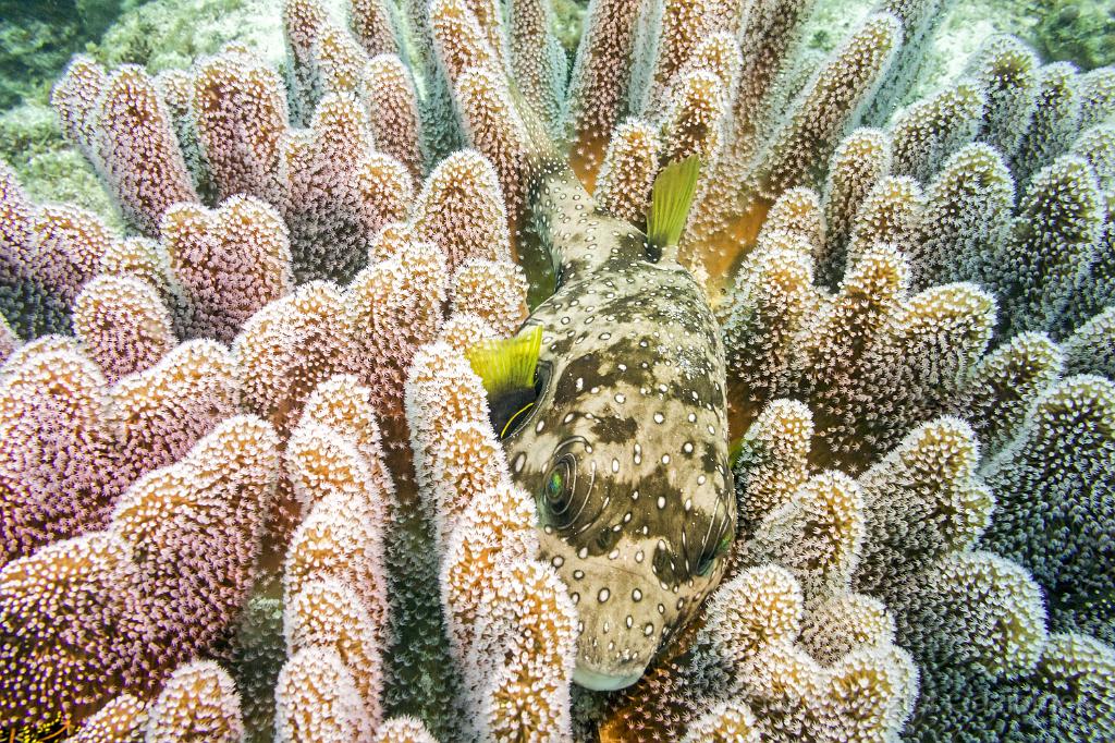 philippines,panglao,diving,scuba,underwater,photo,gallery,fish,pufferfish,coral reef