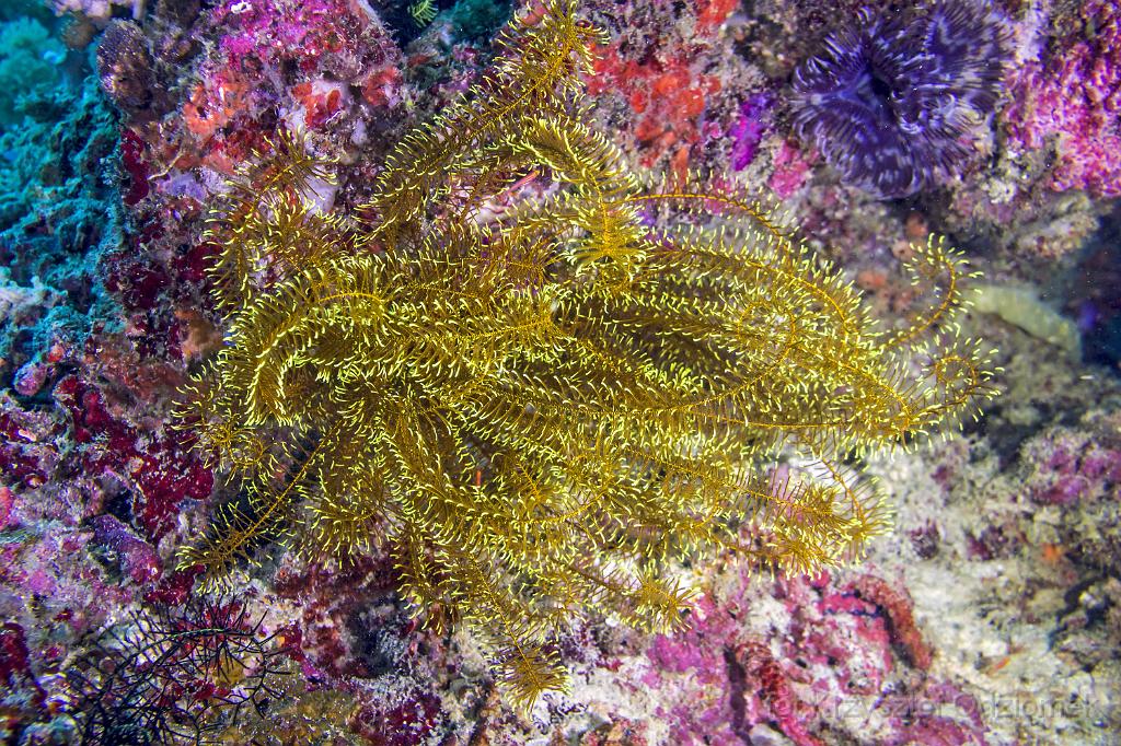 philippines,panglao,diving,scuba,underwater,photo,gallery,fish,lilies,coral reef