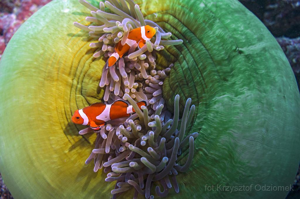 philippines,panglao,diving,scuba,underwater,photo,gallery,fish,anemonefish,clownfish,coral reef