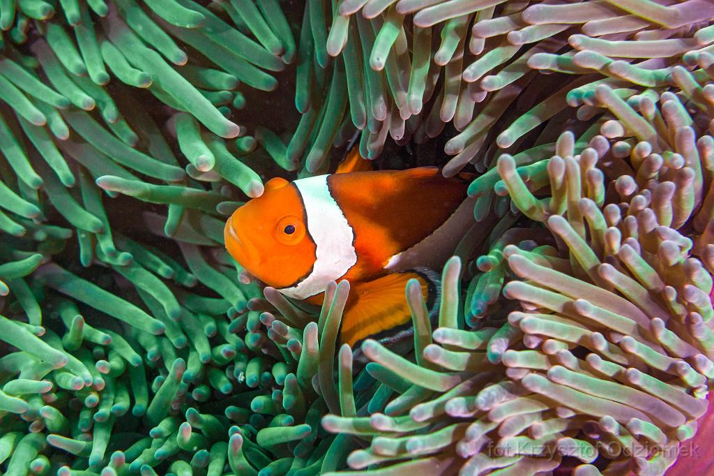 philippines,panglao,diving,scuba,underwater,photo,gallery,fish,anemonefish,clownfish,coral reef
