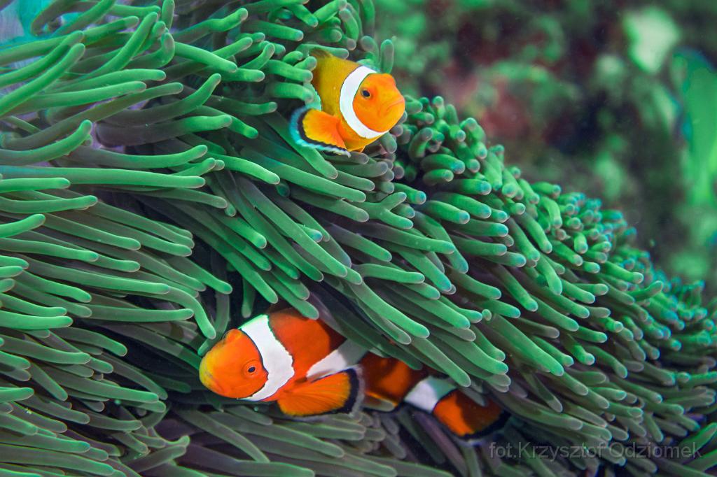 philippines,panglao,diving,scuba,underwater,photo,gallery,fish,anemonefish,clownfish,coral reef