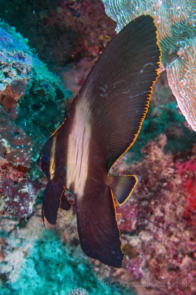 philippines,panglao,diving,scuba,underwater,photo,gallery,fish,longfin batfish,coral reef