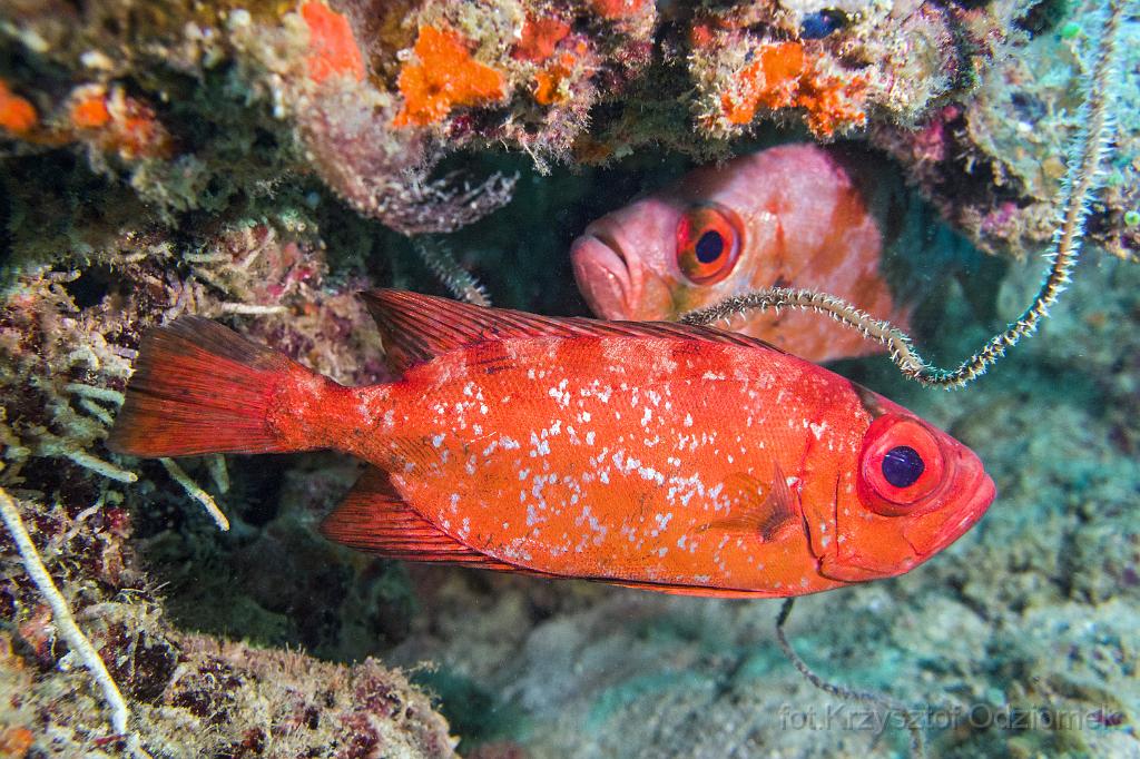 philippines,panglao,diving,scuba,underwater,photo,gallery,fish,Red Bigeye Fish,coral reef