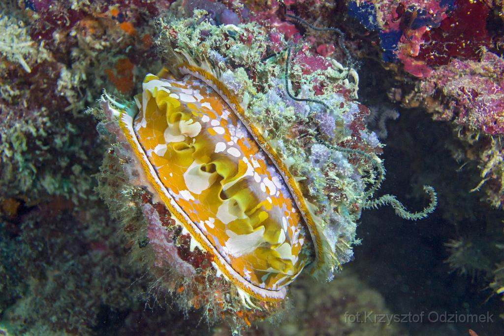 philippines,panglao,diving,scuba,underwater,photo,gallery,fish,clams,coral reef